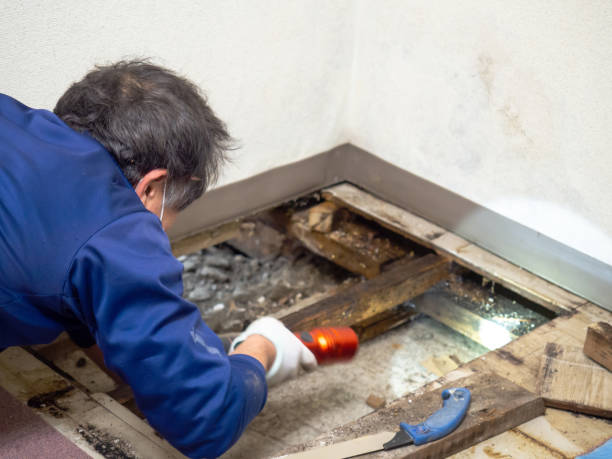 Best Bathroom Mold Remediation in Temple Hills, MD