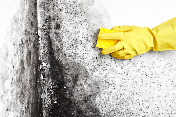 Best Mold Testing and Inspection Services in Temple Hills, MD