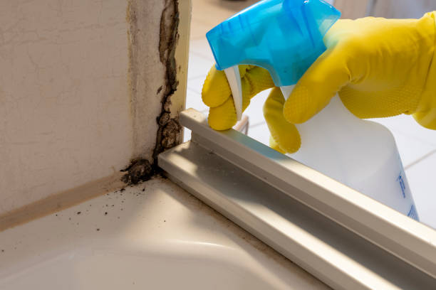 Best HVAC Mold Remediation in Temple Hills, MD
